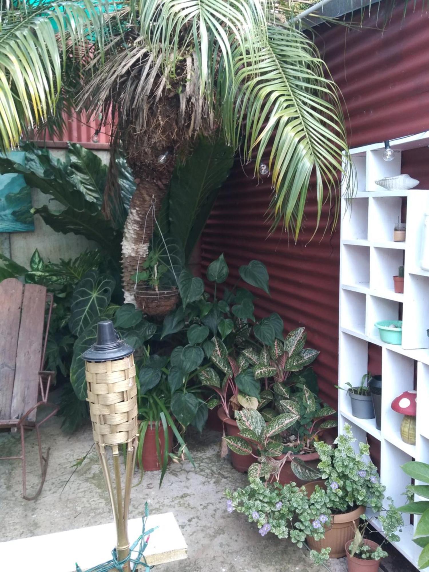 Alexander B&B Alajuela Dış mekan fotoğraf